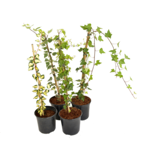 Hedera helix Var