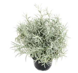 Helichrysum italicum