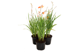 CROCOSMIA-ORANGE