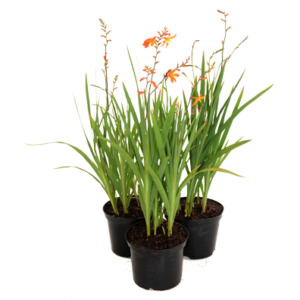 CROCOSMIA-ORANGE