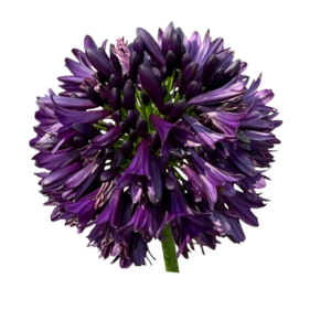 Agapanthus 'Black Jack'