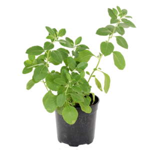 Ashwaganda Herb