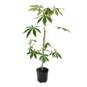 Manihot esculenta 'Sweet'