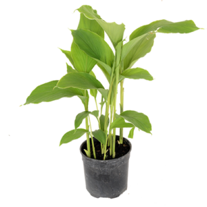 Turmeric (Borrie)