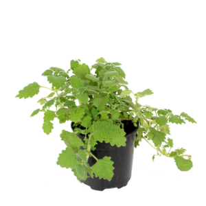 Plectranthus grandidentatus