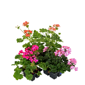 Low-maintenance 4-Pack Pelargonium from Lifestyle Home Garden