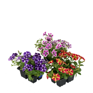 Easy-Care 4 pack Petunia