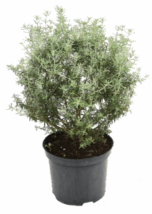 Evergreen Westringia tree pot for landscaping