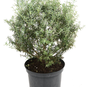 Evergreen Westringia tree pot for landscaping