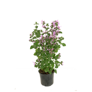 HYPOESTES-ARISTATA-15CM-POT