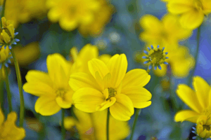 Pollinator-friendly BIDEN blooms in a decorative pot