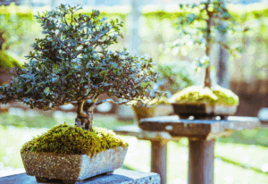 BONSAI-OUTSIDE