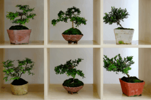 BONSAI-POTS