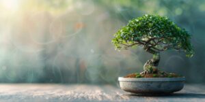 Bonsai in Flowerpot Closeup, Bonsai Macro House Plant in Flowerpot on White Background