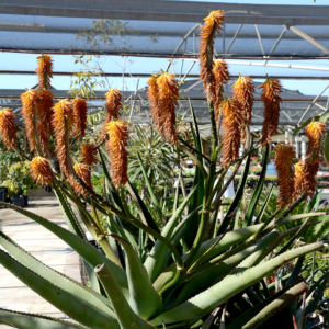 Orange Aloe Giant rosette with tall flower spik