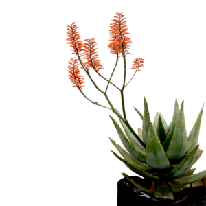 drought-tolerant Red Aloe Koelemans