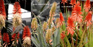 Potted Aloes arrangement for patio styling, available at Lifestyle Home Garden