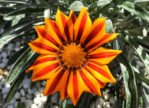 Sunny GAZANIA groundcover in mixed hues