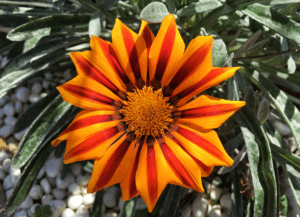 GAZANIA close-up showing striped petal pattern, sold by Lifestyle Home Garden