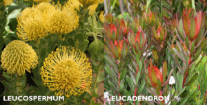 Leucadendron upright stems with colorful bracts alongside Leucospermum blooms, part of Lifestyle Home Garden