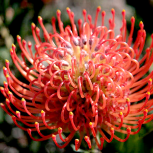Ornamental Leucospermum Anouk Flower for modern gardens