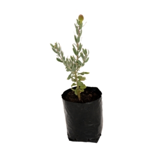 Hardy Leucospermum Reflexum garden plant