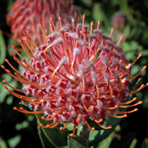 Bright red Leucospermum Scarlet Ribbon Flower bloom