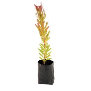Textured detail of 5L PROTEA PINK ICE petals and central cone, available at Lifestyle Home Garden