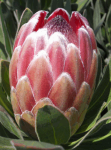PROTEA PINK ICE FLOWER soft pink bracts and cone bloom close‑up, part of Lifestyle Home Garden’s products for sale