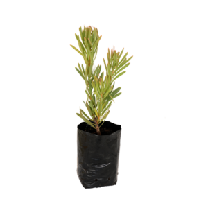 5L PROTEA VENUS stem staged for floral arrangements, offered by Lifestyle Home Garden