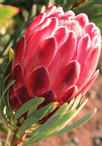 PROTEA VENUS FLOWER pink bracts and central cone close‑up, part of Lifestyle Home Garden’s products for sale
