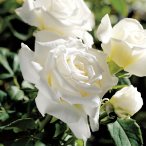 Glam Guru rose in Lifestyle Home Garden display