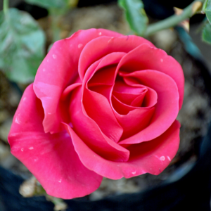 Rose Hannon Glam Guru flowering shrub
