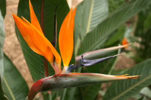 Tropical accent plant STRELITZIA REGINAE for indoor‑outdoor styling, available at Lifestyle Home Garden