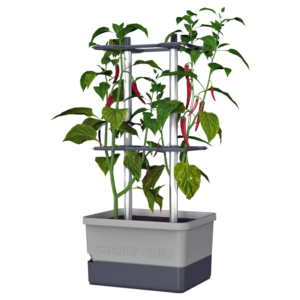 Decorative small pot for ornamental or edible chili plants