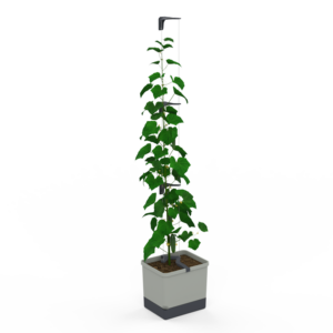 All-in-one cucumber growing system by Lifestyle Home Garden