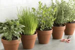 Ready-To-Use Braaiherbs