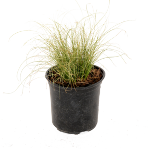 Lifestyle Home Garden's 15cm Carex Amazon pot with natural foliage contrast