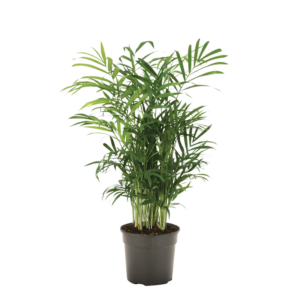 Fresh Chamaedorea Elegans Plant perfect for Indoor and Outdoor Spaces
