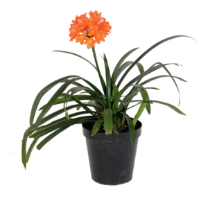 Potted 25cm Clivia Miniata For Shaded Patios