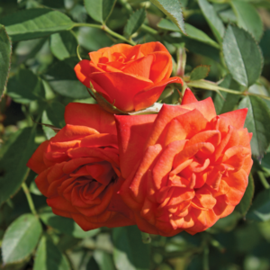 Order Timeless Apricot Midinette Rose for Landscaping