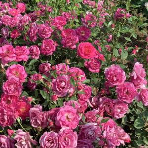 Add 'Blooms for Joy' Roses to Your Outdoor Garden