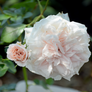 Granny Dearest Roses for Sale