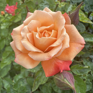 Order 'Our Lady of Fatima' Rose for Your Garden