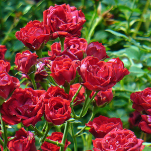 Premium Rose Red Cascade Rose Plant for Gardens