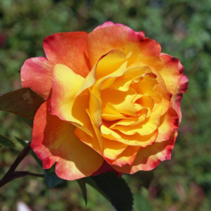 Healthy SOS Children’s Rose Plant Ready for Planting