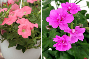 Bold flower clusters available at Lifestyle Home Garden