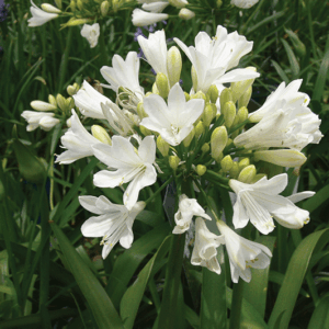 Drought-tolerant Agapanthus 'Bingo White' from Lifestyle Home Garden thriving in a sunny landscape