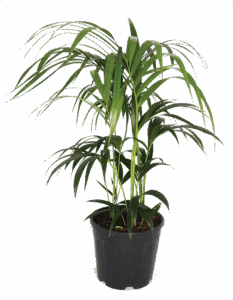 Healthy Kentia Palm, potted by Lifestyle Home Garden