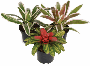 Mixed Noregelia Plants with Vibrant Foliage